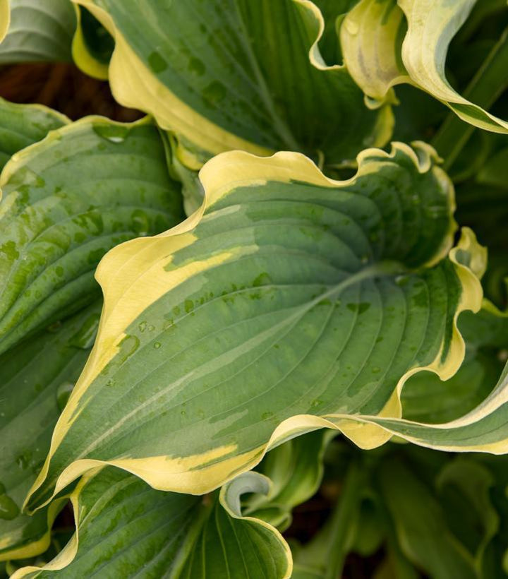 1G Hosta Shadowland 'Voices in the Wind' - 1015093