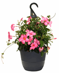10"HB Mandevilla Small Leaf Vining Pink G3463