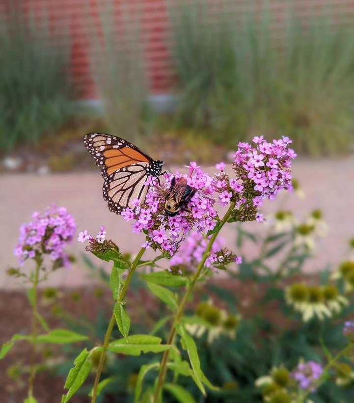 2G Phlox Paniculata 'Jeana' - Garden Phlox - 1005530