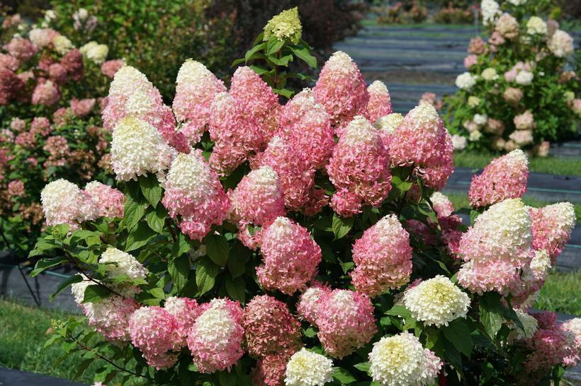 6G Hydrangea Paniculata - Quick Fire Fab - 44225-0800
