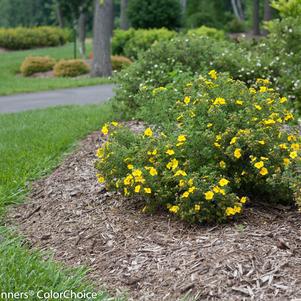 2G Potentilla Fruticosa 'Happy Face Yellow' - Cinquefoil - 1005108