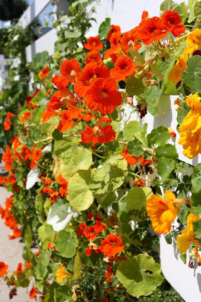 6" Nasturtium 'Alaska Mix'