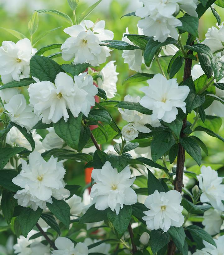 2G Philadelphus Coronarius Illuminati 'Arch' - Mock Orange - 1014958