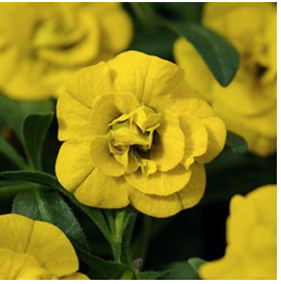 8" TP Calibrachoa