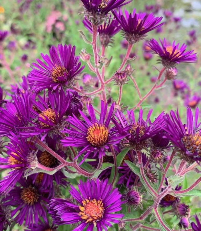 2G Aster Novae-angliae - 'Nachtauge' - 1013933