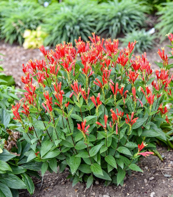 1G PW Spigelia Marilandica 'Orange Slices' - Indian Pink - 1022695
