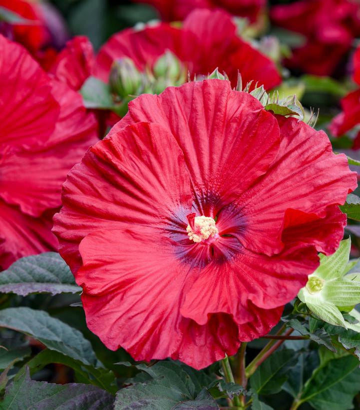 3G Hibiscus Summerific 'Garnet Globes' - Rose Mallow - 1022729