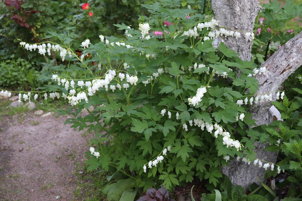 1G Dicentra spectabilis 'Alba' White Bleeding Heart 1000476