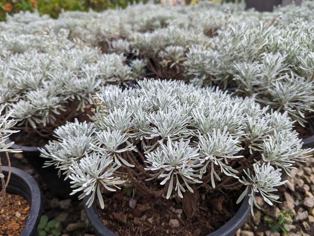 Quart Artemisia (Silver Mound) Full Sun