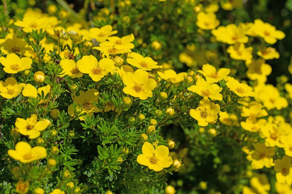 3G Potentilla Fruticosa 'Gold Finger' - Shrubby Cinquefoil - 1001108