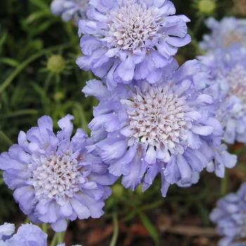 2G Scabiosa caucasica 'Butterfly Blue' Butterfly Blue Pincushion Flower