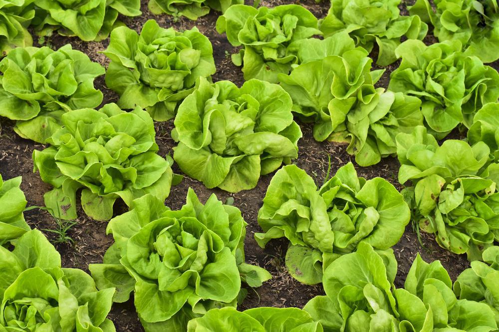 804 4 Pack Lettuce - Buttercrunch