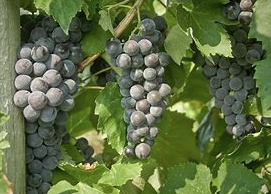 Seedless Grapes - Everest - 5955