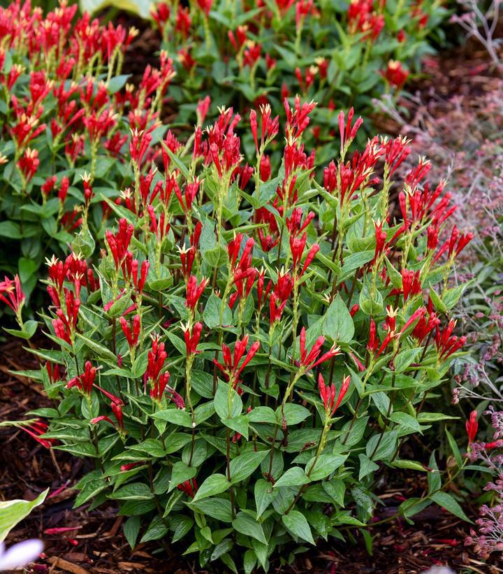 1G PW Spigelia Marilandica 'Apple Slices' - Indian Pink - 1021279