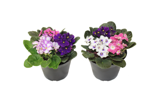 6" African Violet - Assorted Colors ( Sold Individually ) - F0926