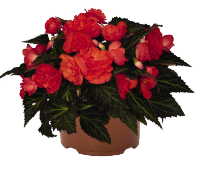 4.5" Terra Hiemalis Begonia - I'Conia Bacio Salmon