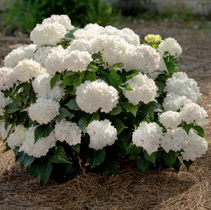 5G Hydrangea Macrophylla Endless Summer 'Dreamcloud' - Bigleaf Hydrangea - 1021919