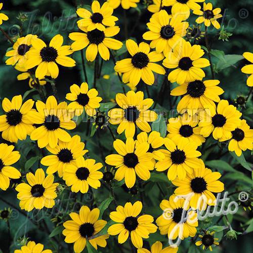 2G Rudbeckia Triloba 'Blackjack Gold' - Black-Eyed Susan - 1012278