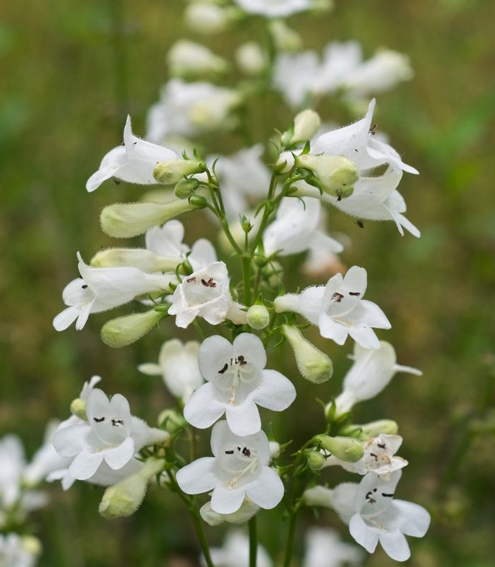 1G Penstemon Digitalis - Foxglove Beardtongue - 1020454