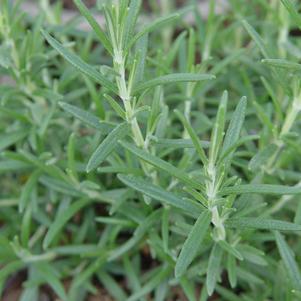 3G Rosmarinus Officinalis 'Arp' - Rosemary - 1008010