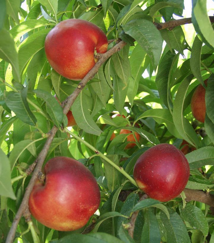 7G Prunus X 'Independence' - Nectarine Self Pollinating - 1001624