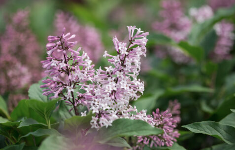3G Syringa X 'Little Lady' - Lilac - 1010978