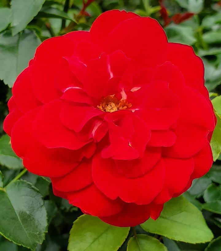 2G Rosa 'Paint The Town' Paint the Town Rose 1009224