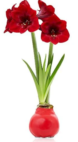 Netherland Bulb Company - Hippeastrum (Amaryllis) Waxz 30/32cm - 1232962686