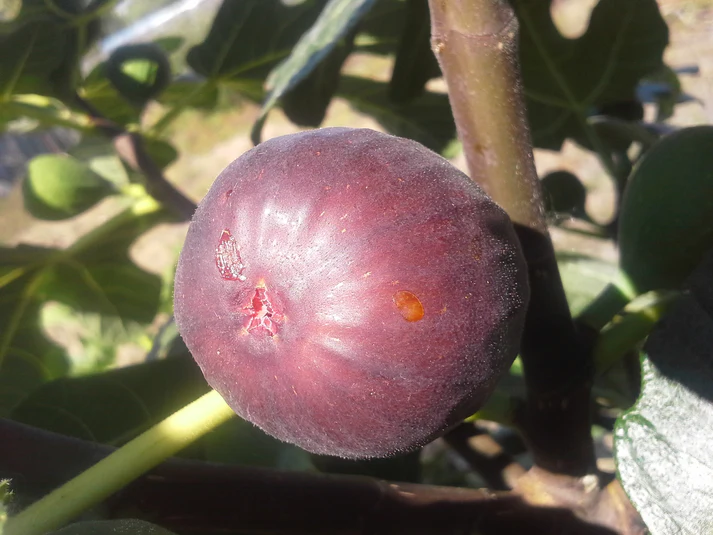 3G FICUS CARICA 'BENSONHURST' Bensonhurst purple Fig 1007916