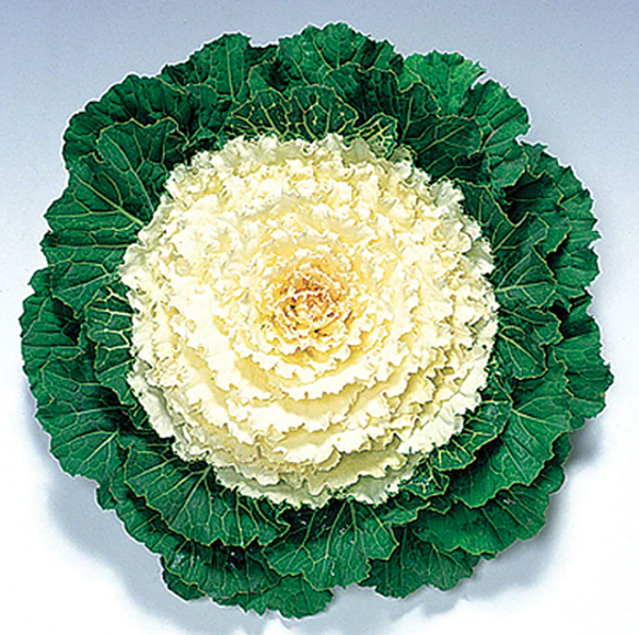 4.5" Ornamental Flowering Kale Pigeon White