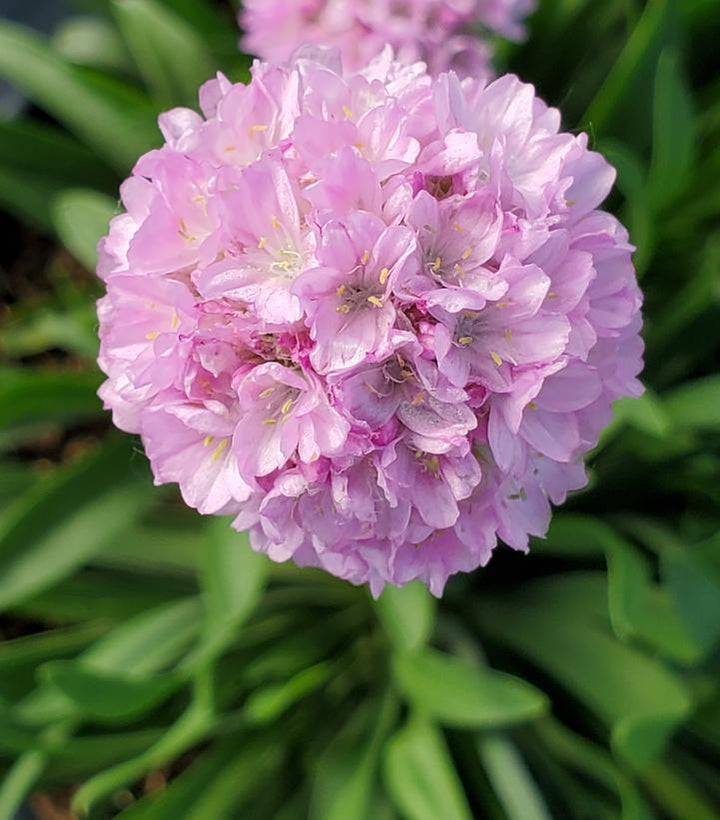 8" Armeria Pseudarmeria Dreameria 'Sweet Dreams' - 1015136