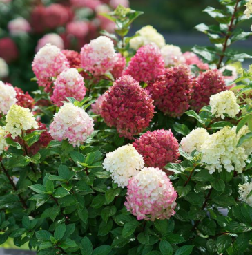 3G Hydrangea Paniculata 'Little Lime Punch' - 1014989