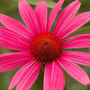 1G Echinacea Purpurea 'Ruby Star' - Coneflower - 1003324