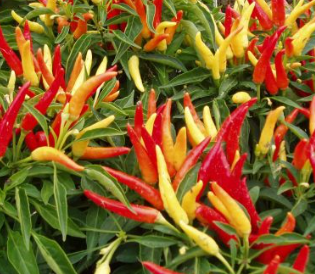 8" TP Ornamental Pepper - Chilly Chili