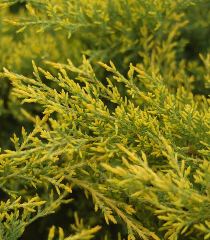 3G Juniperus chinensis 'Gold Star' Gold Star® Juniper 1001794