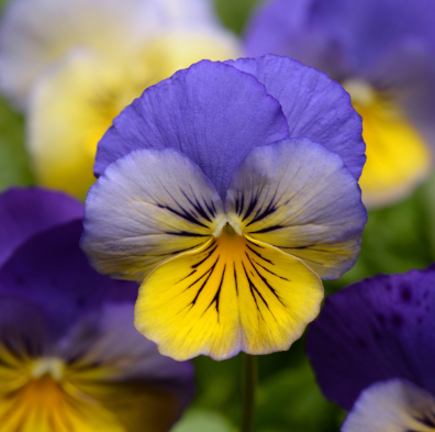 10" HB Pansy Hanging Basket - Cool Wave Morpho