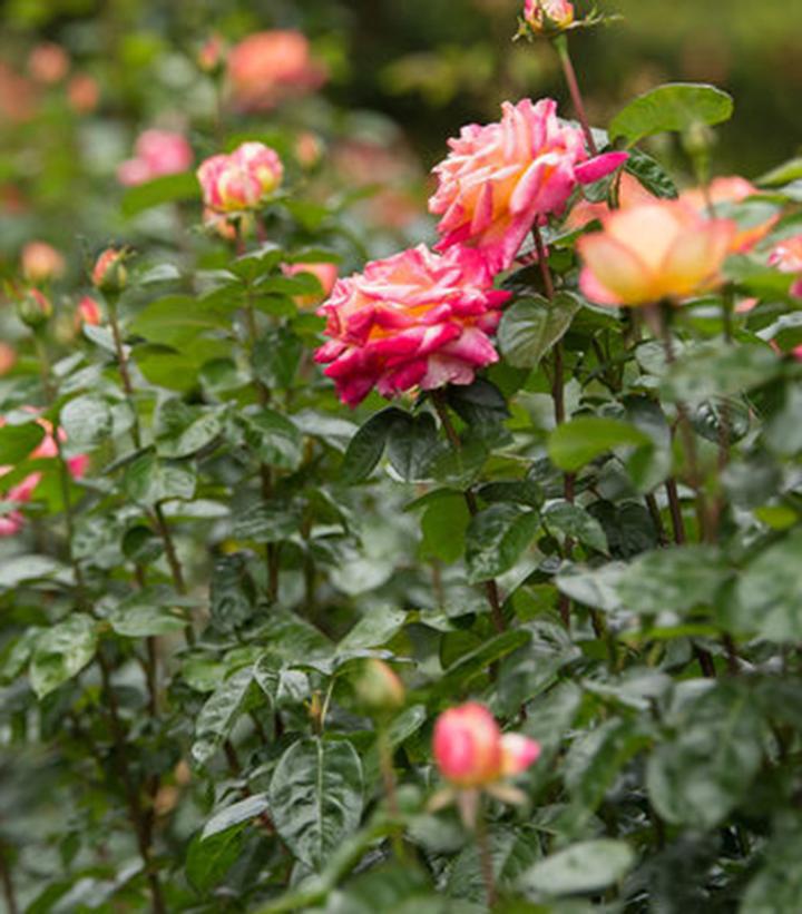 3G Rosa 'Love and Peace' - Rose Bush - 1015264