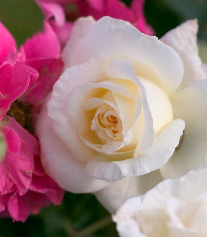 3G Rosa 'The Finest' - Hybrid Tea Rose - 1015263