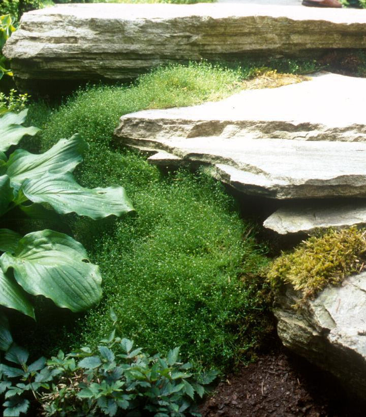 3" Sagina Subulata - Irish Moss - 1002599