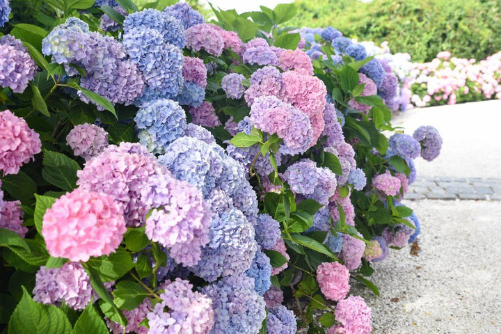 3G Hydrangea mac. 'Nantucket Blue' ('Grenan') Nantucket Blue Hydrangea 1005419 Bigleaf Mophead 1005419