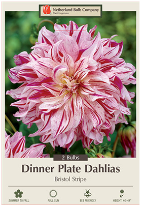 Dahlia Bristol Stripe Bulbs - 2 Count  - 2382140770