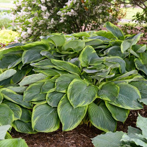 PW® Shadowland® Wu-La-La Hosta