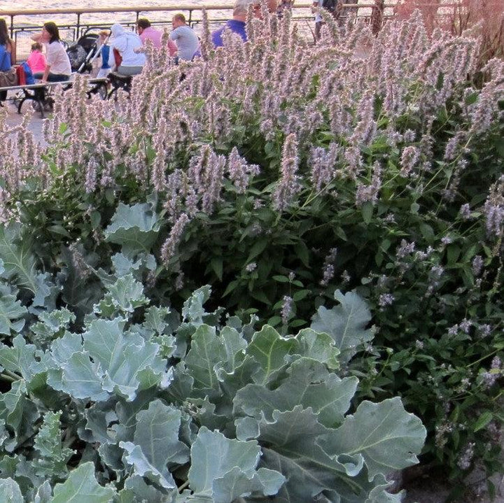 Blue Fortune Giant Hyssop