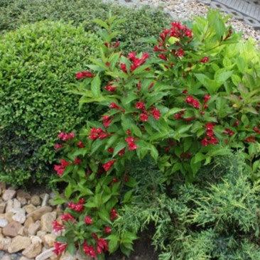 Maroon Swoon® Weigela