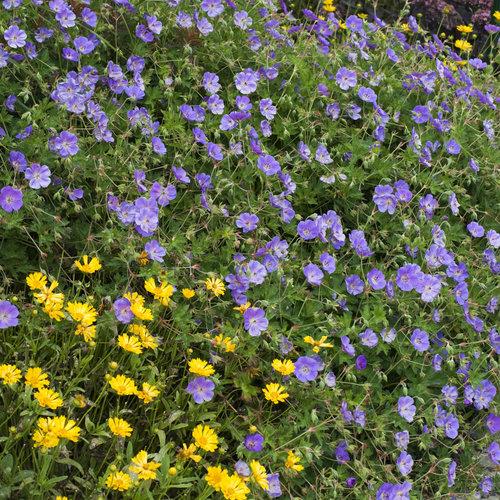 Rozanne Cranesbill