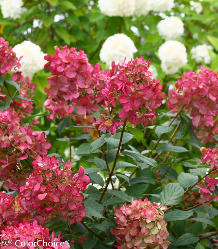 3G Hydrangea Paniculata 'Fire Light' - 1006552