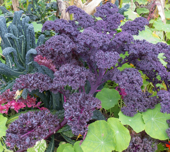 1G Kale 'Redbor' - Purple Kale - 1007704