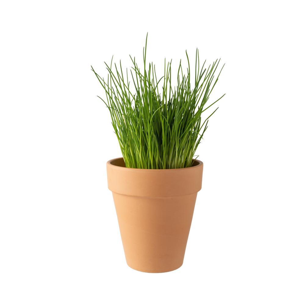 4" Herb - Chive - Onion