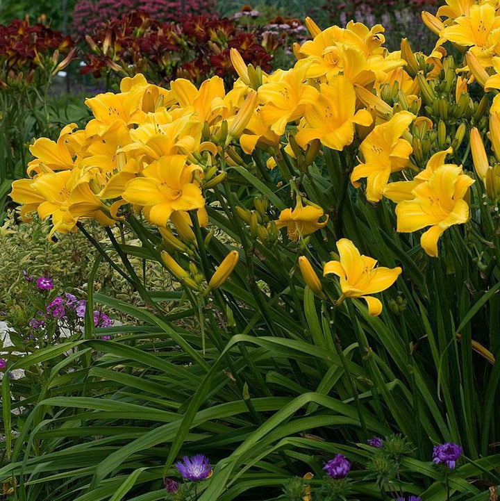 1G HEMEROCALLIS 'BUTTERED POPCORN' Daylily 1010942