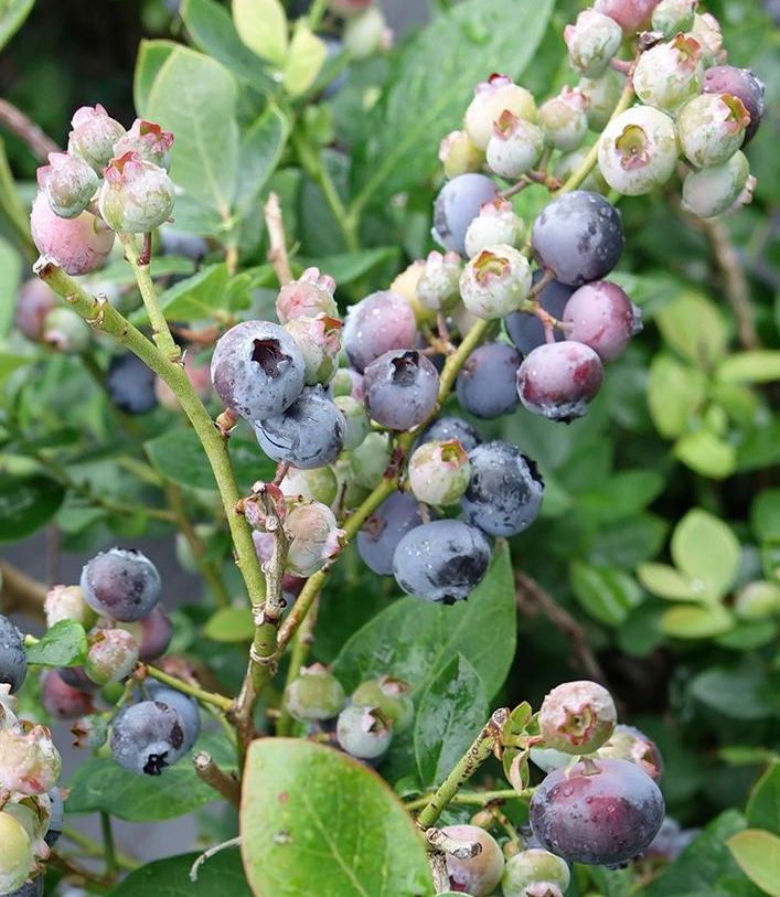 2G Vaccinium X 'Peach Sorbet' - Blueberry Bush - 1007495